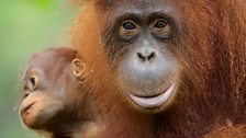 Orangutans are capable of having mental maps and calendars of the forest