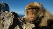 Barbary macaques are the only primates to be found free ranging in Europe