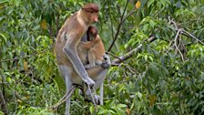 Proboscis monkey infants are born with blue faces; this makes them stand out in the troop