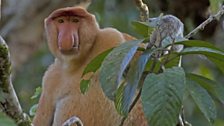 Proboscis monkey males control a harem of females and will fiercely defend them against other males