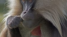 Geladas are unique to the mountains of Ethiopia and live in vast herds of up to 1000