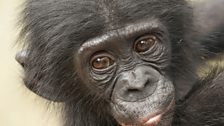 Bonobos, along with chimpanzees are the closest relative to humans of all primates