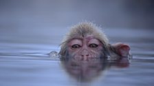 Japanese macaques discovered thermal pools back in the 60s and have used them ever since