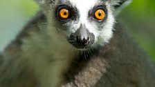 Ring-tailed lemur society is one of the most female dominant of any primate society