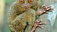 Philippine tarsier eyeballs are bigger than their stomach which helps them seek out insect prey