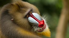 Mandrill males use facial expressions like this one to indicate submission in a fight