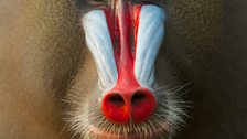 A single mandrill male dominates a harem of females and fathers 75% of infants born into the troop