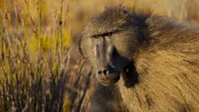 Chacma baboons live on savannah scrubland and are one of the few primate species known to sleep in caves