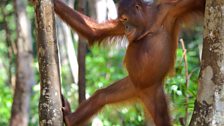 Bornean orangutans are acrobats of the treetop world and feed mostly on fruit