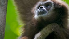 Gibbons have the longest arms relative to body size of any primate