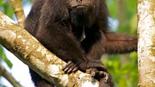 Howler monkeys can call at up to 90 decibels – that’s loud enough to damage your hearing