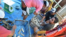 Fishermen unload freshly caught trepang or sea cucumber.