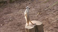 A Meerkat