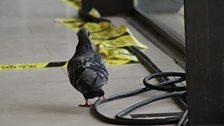 A pigeon listens intently with its own special pair of Radio 3 headphones...