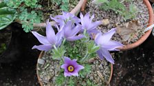 Pulsatilla Budapest