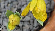 Fritillaria Aurea