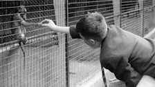 Monkey being fed at Belfast Zoo