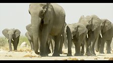 Elephant herd