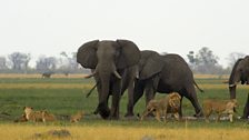 Elephants and lions