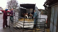 Cattle being unloaded first thing in the morning