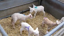 Lambs, marked up ready for sale