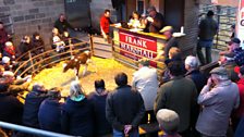 Derbyshire farmers getting stuck into a calf auction