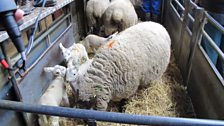 Sheep and lambs to go under the hammer