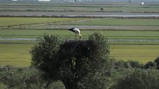 Stork nests near Donana