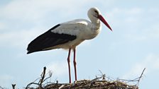 A stork nesting for Spring