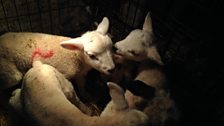 Orphan lambs