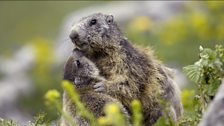 Marmot