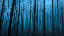 Night-time forest