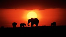 Sunrise on the Masai Mara