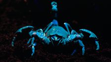 A fluorescent scorpion