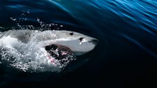 A great white shark