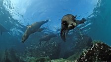 Brown fur seals