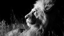 Male Lion in infra red