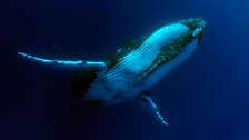 Humpback whale