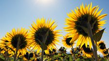 Sunflowers