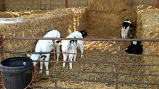 Andrew Bebb's organic farm in Hanwood near Shrewsbury