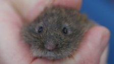 Close up of a Field Vole