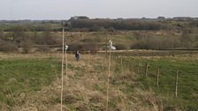 Canes marking where the traps have been placed