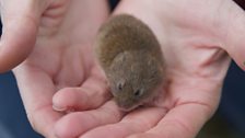 Field Vole in Fiona's hand