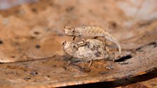 Minute Leaf Chameleons