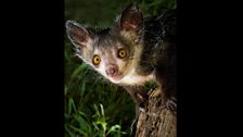 Aye-aye