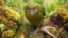 Kakapo