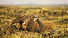 Giant Anteater