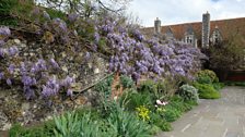 Wisteria