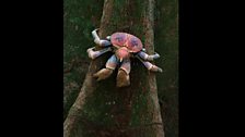 Coconut Crab