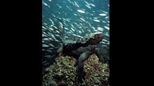 Marine Iguana